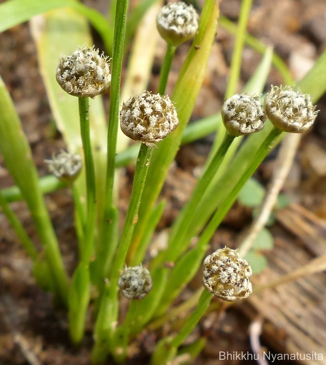 Eriocaulon thwaitesii Körn.